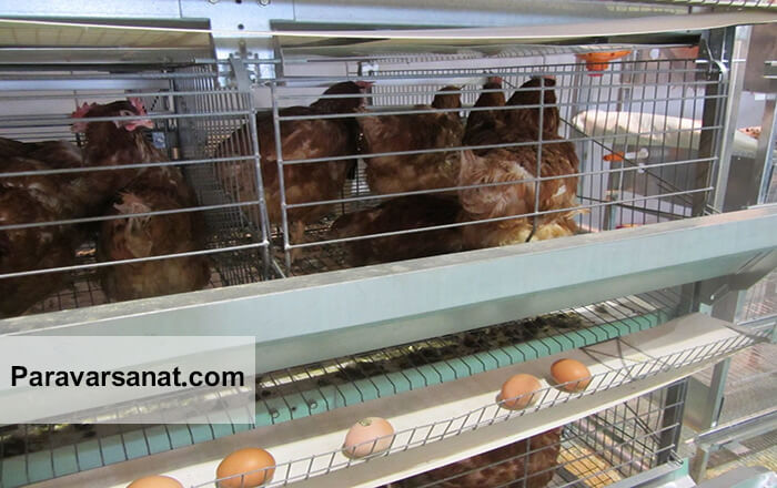 قفس پرورش مرغ تخمگذار