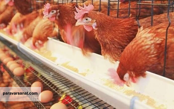 پرورش مرغ تخمگذار در قفس