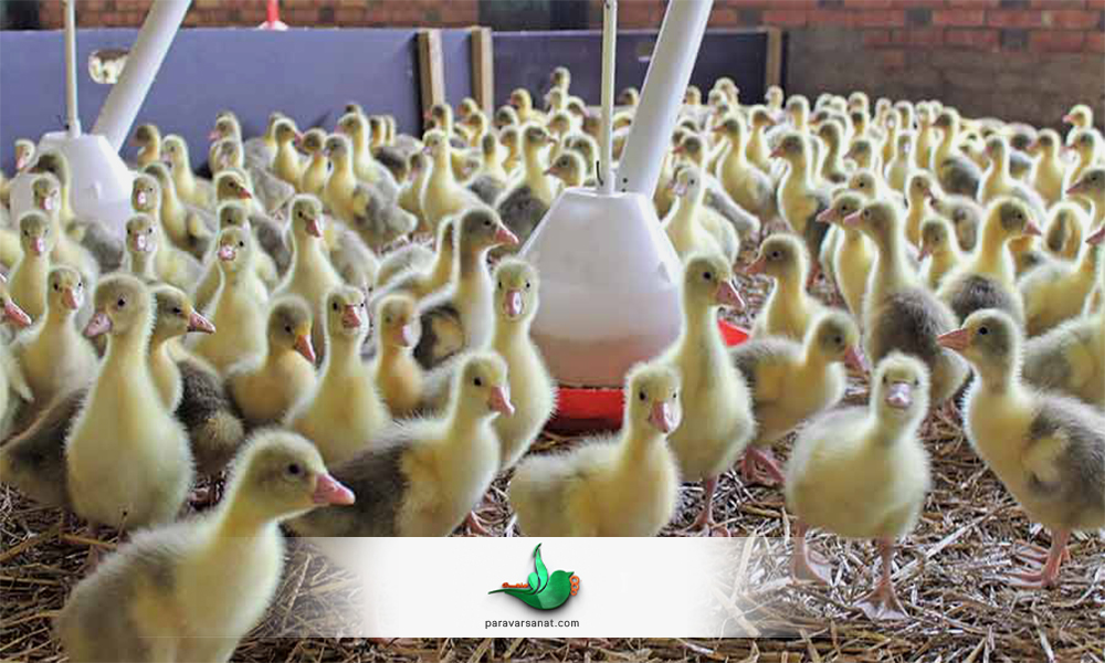 افزایش میزان تخمگذاری اردک