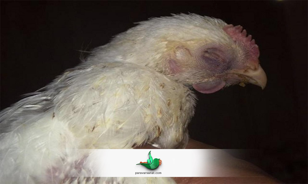 برونشیت جز بیماری های خطرناک در مرغ است