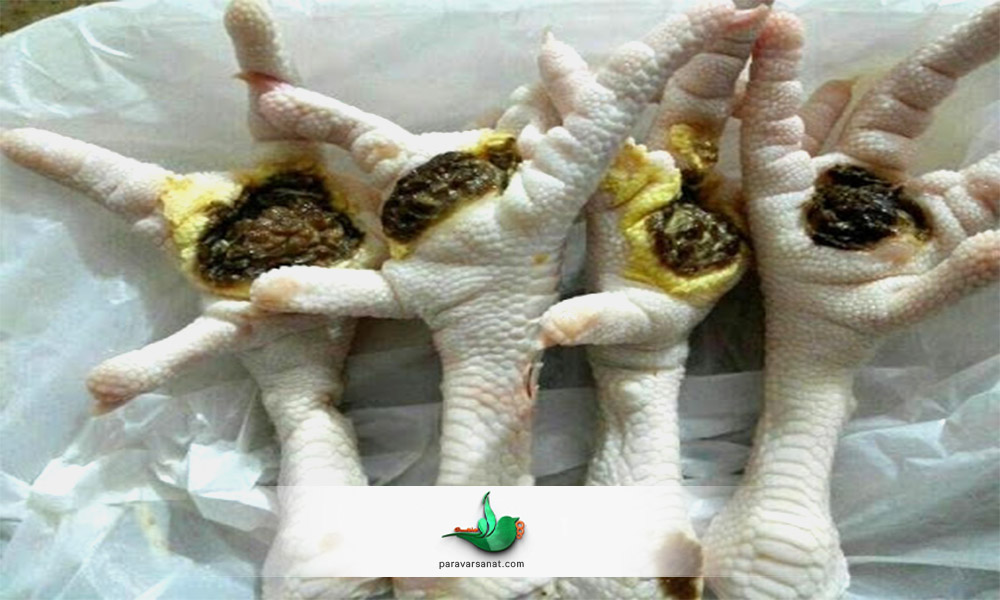 زخم پا یکی از بیماری های شایع در مرغ