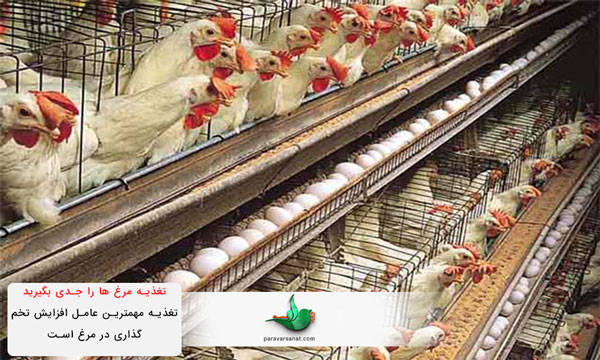 تغذیه مهمترین عامل افزایش تخم گذاری در مرغ