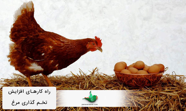راه کارهای افزایش تخم گذاری مرغ
