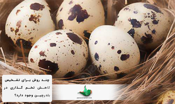 راهکار تشخیص کاهش تخم گذاری در بلدرچین
