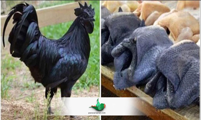 مرغ گوشت سیاه
