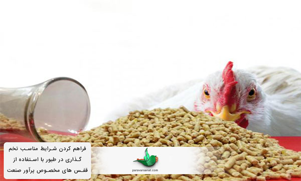 مهمترین عوامل در افزایش تخم گذاری مرغ