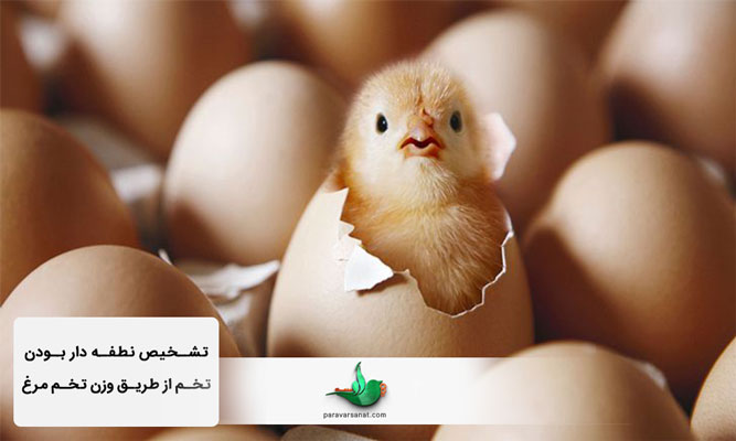 تشخیص نطفه دار بودن تخم مرغ