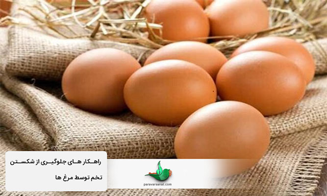 جلوگیری از شکستن تخم توسط مرغ ها