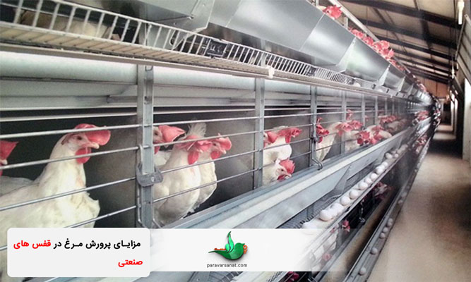 مزایای پرورش مرغ در قفس های صنعتی