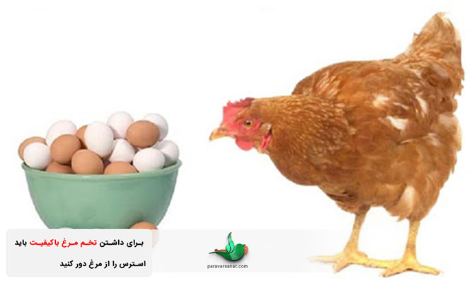 تخم مرغ باکیفیت