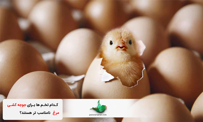 تخم های مناسب برای جوجه کشی مرغ