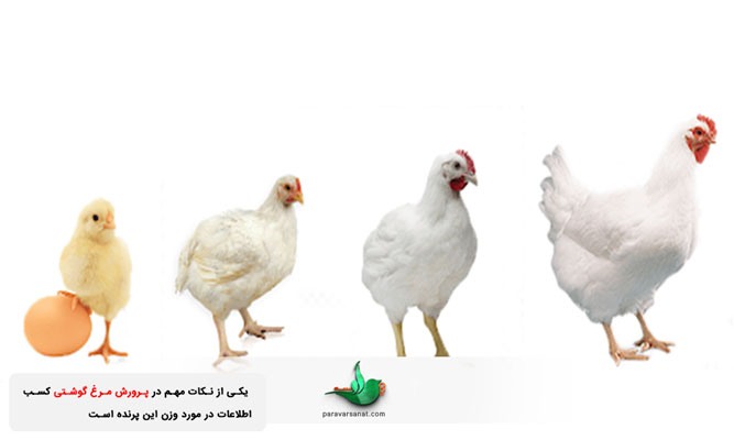 پرورش مرغ گوشتی