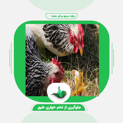 بهترین روش ها برای جلوگیری از تخم خواری طیور + ( کاربردی )