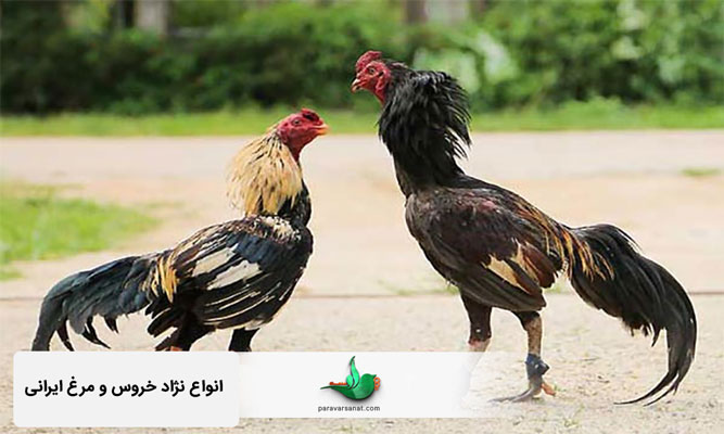 انواع نژاد خروس و مرغ ایرانی