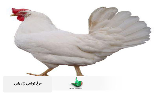 مرغ گوشتی نژاد راس