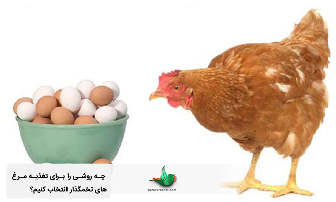 تغذیه مرغ تخمگذار