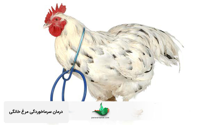 درمان سرماخوردگی مرغ خانگی