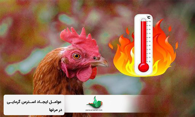 عوامل ایجاد استرس گرمایی در مرغها