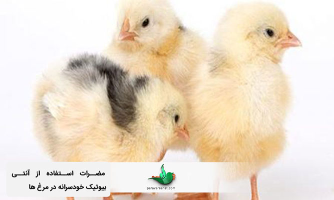 مضرات استفاده از آنتی بیوتیک خودسرانه در مرغ ها