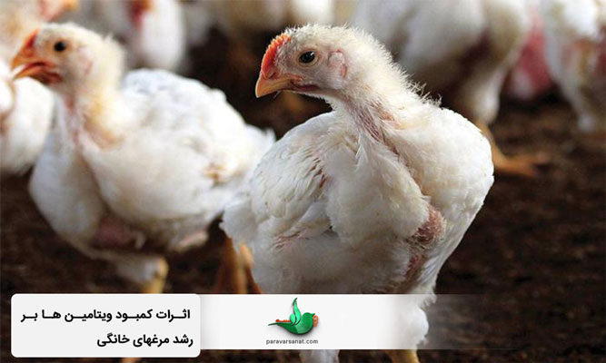 اثرات کمبود ویتامین ها بر رشد مرغهای خانگی
