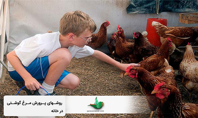 روشهای پرورش مرغ گوشتی در خانه