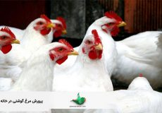 پرورش مرغ گوشتی در خانه