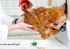 داروی گیاهی برای مریضی مرغ