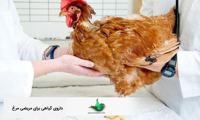 داروی گیاهی برای مریضی مرغ