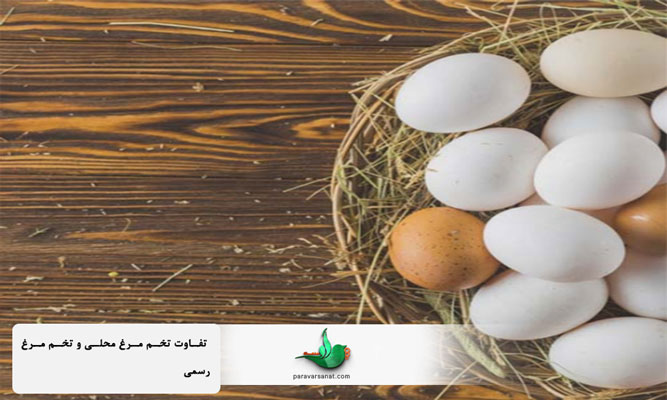 تفاوت تخم مرغ محلی و تخم مرغ رسمی