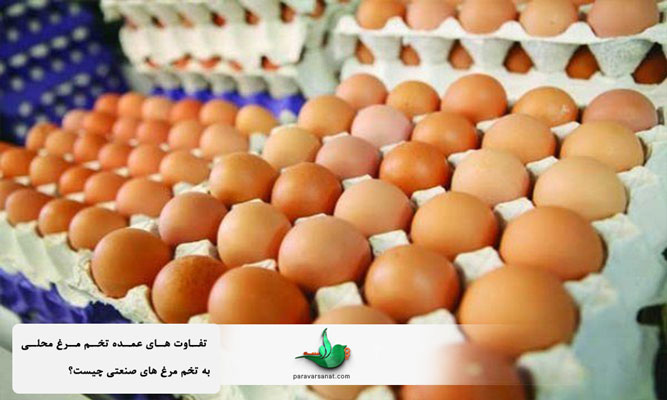 تفاوت های عمده تخم مرغ محلی به تخم مرغ های صنعتی چیست؟