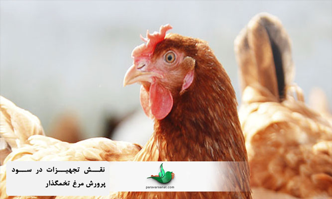 نقش تجهیزات در سود پرورش مرغ تخمگذار