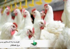 هزینه راه اندازی پرورش مرغ تخمگذار