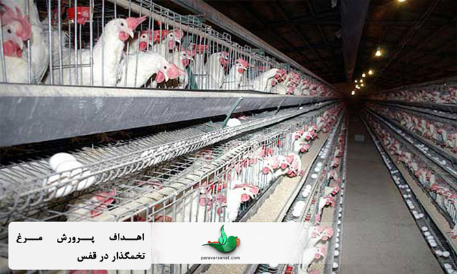 اهداف پرورش مرغ تخمگذار در قفس