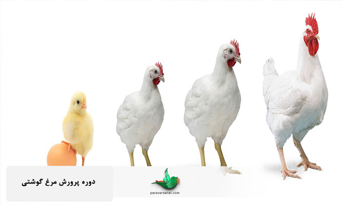 دوره پرورش مرغ گوشتی