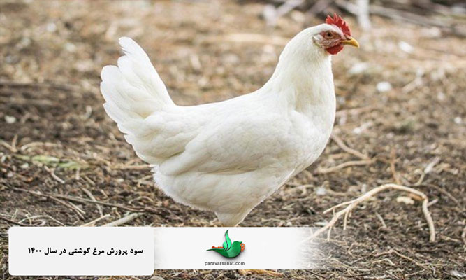 سود پرورش مرغ گوشتی در سال ۱۴۰۰