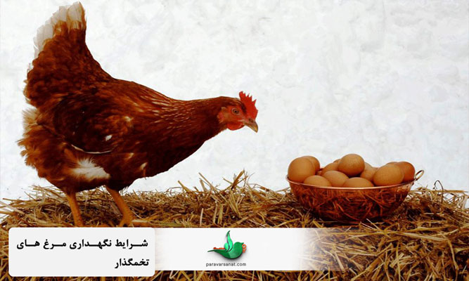 شرایط نگهداری مرغ های تخمگذار