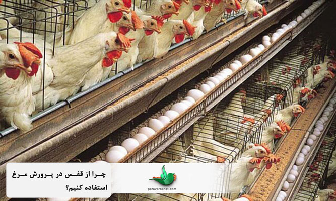 چرا از قفس در پرورش مرغ استفاده کنیم؟
