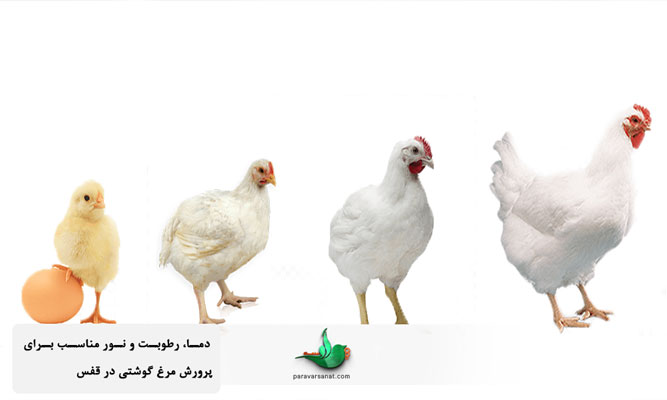 دما، رطوبت و نور مناسب برای پرورش مرغ گوشتی در قفس