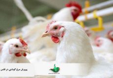 پرورش مرغ گوشتی در قفس