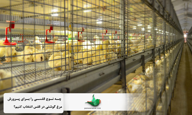 چه نوع قفسی را برای پرورش مرغ گوشتی در قفس انتخاب کنیم؟