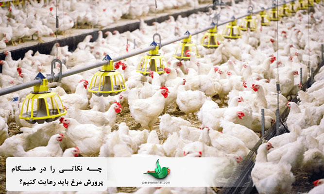 چه نکاتی را در هنگام پرورش مرغ باید رعایت کنیم؟چه نکاتی را در هنگام پرورش مرغ باید رعایت کنیم؟