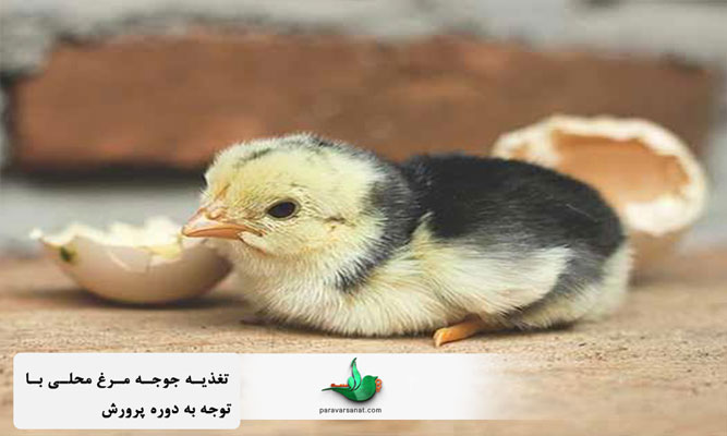 تغذیه جوجه مرغ محلی با توجه به دوره پرورش