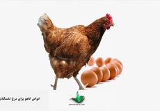 خواص-کاهو-برای-مرغ-تخمگذار-۲