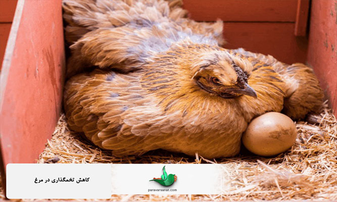 کاهش تخمگذاری در مرغ