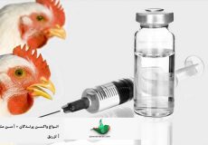 انواع-واکسن-پرندگان