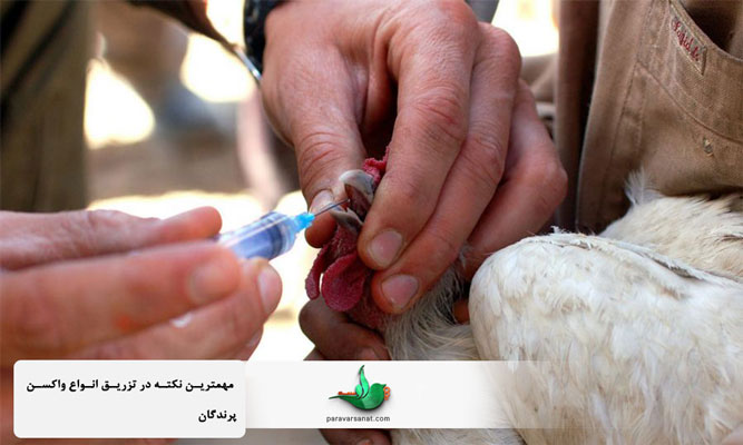 مهمترین نکته در تزریق انواع واکسن پرندگان