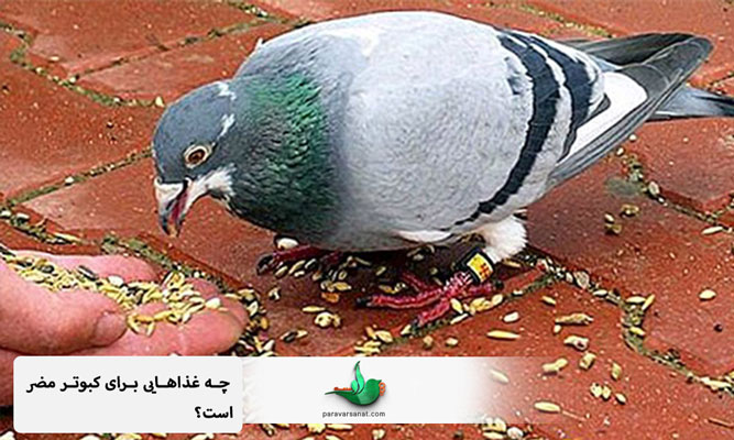 چه غذاهایی برای کبوتر مضر است؟