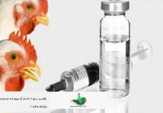 واکسن مرغ