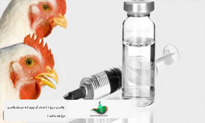 واکسن مرغ