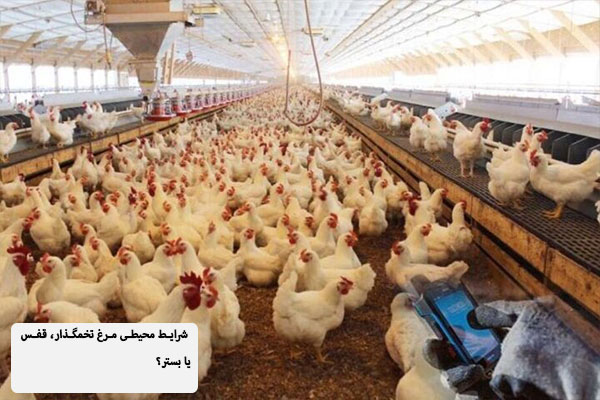 شرایط محیطی، دمایی و رطوبتی مرغ تخمگذار